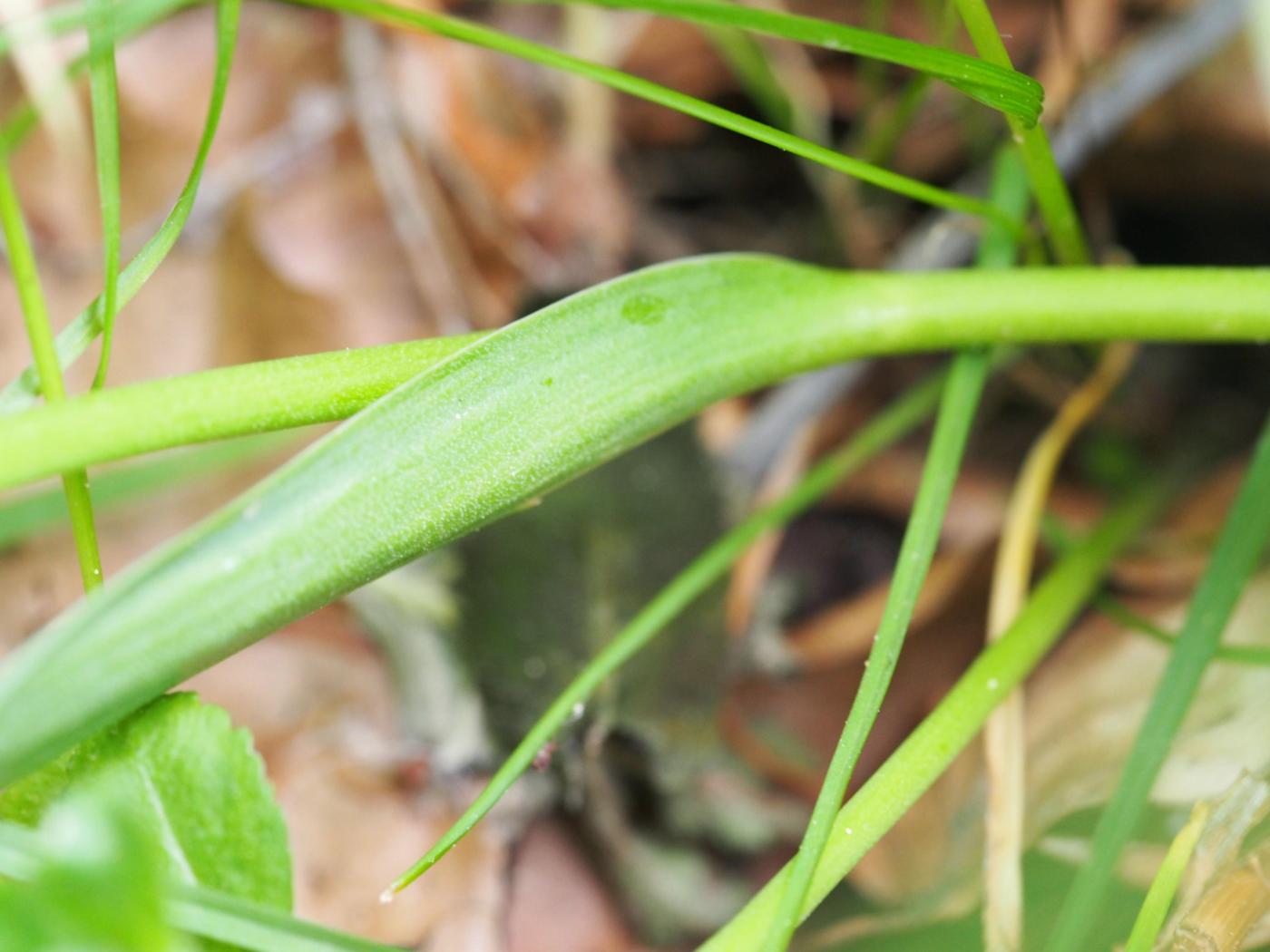 Tulip, Wild leaf